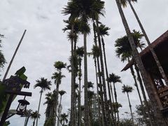 -海南槟榔谷黎苗文化旅游区