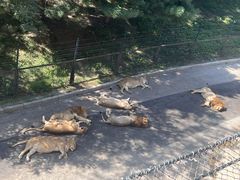 -大连森林动物园