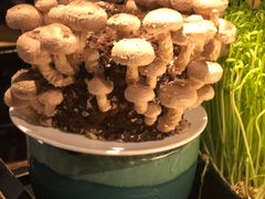 -捞王锅物料理(凯旋路店)