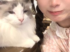 -猫猫幼稚园·撸猫·桌游·电玩