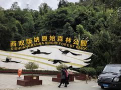 -西双版纳原始森林公园