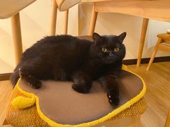 -滚猫咖啡·猫咖·猫友好撸猫(未来城店)