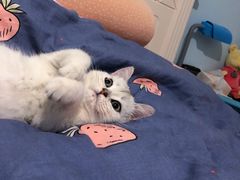-1013 PET SHOP 宠物商店(近铁城市广场店)