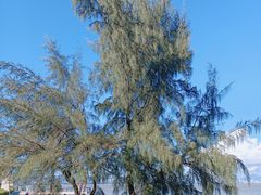 -深圳湾公园-停车场