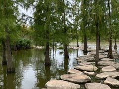 -上海长兴岛郊野公园