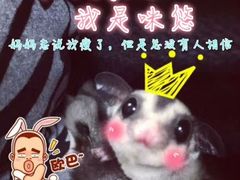 -雨林宠物医院 非犬猫异宠专科