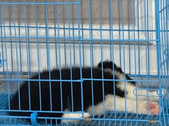 -翊宠yipet猫狗购宠庄园犬舍•猫舍