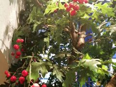 -喜识·冰糖葫芦·炒酸奶(西美花街店)