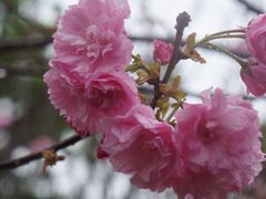 -天适樱花悠乐园