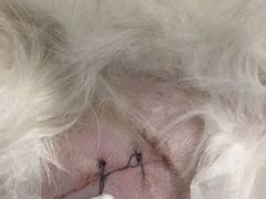 -纳吉亚猫专科动物诊疗中心(蒋宅口分院)