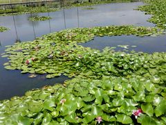 android_upload_pic-微山湖红荷湿地景区