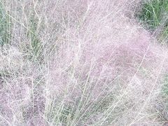 -羊亭河湿地公园