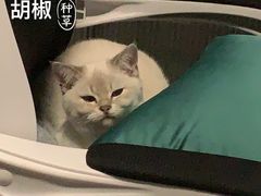 -联合动物医院(光谷诊疗中心)