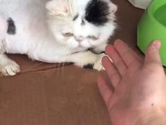 -艾贝尔宠物诊疗