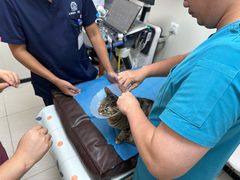 -美联众合动物医院·24h京西诊疗中心