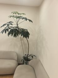 -HEYAN荷妍专业脱毛连锁机构