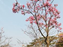 -风云岭森林公园