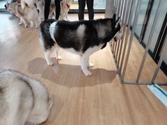 -Husky Go! 哈士奇体验馆·宠物咖啡厅狗咖