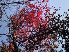 -青龙山国家森林公园