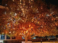 -北京市海淀外国语实验学校