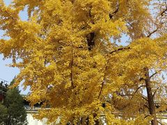 -国家图书馆·古籍馆