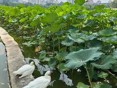 -莲花池公园