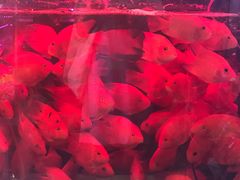 -双季花艺园艺市场(浦东店)