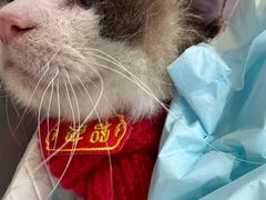 -御宝贝24h宠物医院·转诊中心·CT核磁血透中心(厦门总院)