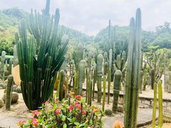 -深圳仙湖植物园