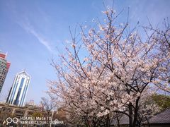 -新虹桥中心花园