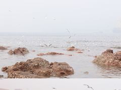 -栈桥景区