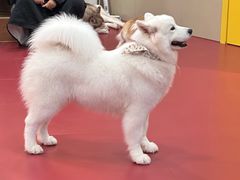 -和它·交个朋友·狗咖猫咖(爱琴海店)