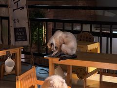 -豆逗聊愈猫阁Easy Life