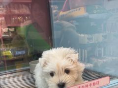 -FAELING PETS美天灵宠物(合生汇店)