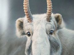 -阜昌典当行(阜成门店)