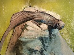 -上海大自然野生昆虫馆