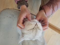 -Let's go狗咖·猫咖·奶狗·桌游(春熙路IFS店)