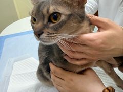 -美联众合动物医院·24h转诊中心