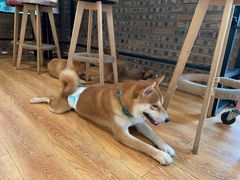 -柴犬高等学院·狗咖·柴犬售卖·宠物训练