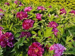 -莲花池公园