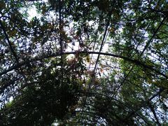 -米果果小镇