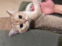 -猫大福·Fortune Cat猫舍(百子湾店)