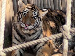 -西霞口神雕山野生动物世界