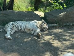 -大连森林动物园