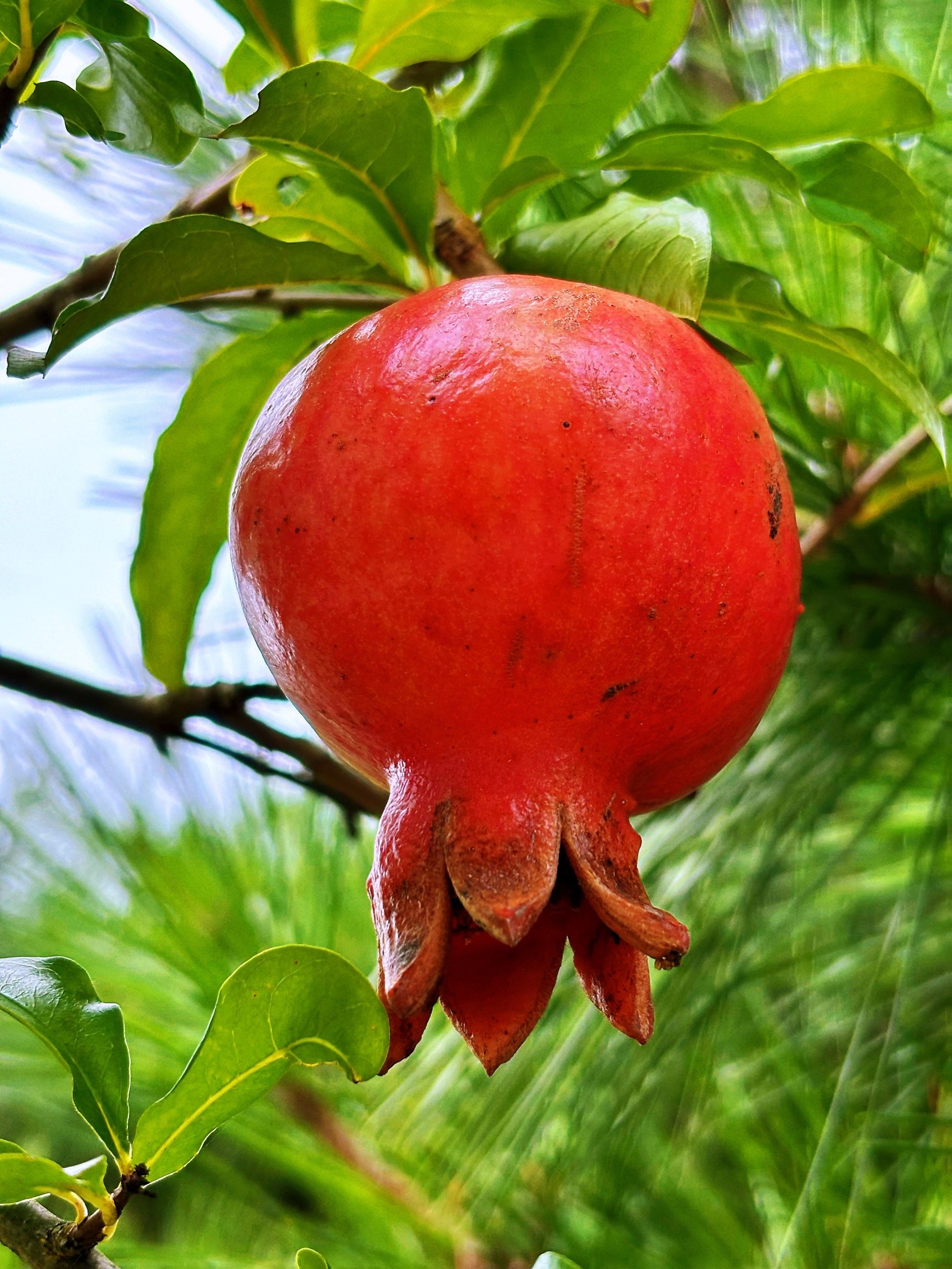 树上的石榴好诱人