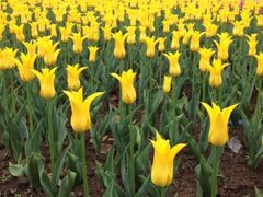 iphone_upload_pic-上海鲜花港