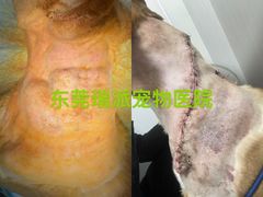 -瑞派宠物医院东莞中心医院·24H转诊·异宠(新河北路院)