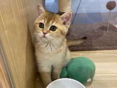 -屋虎猫馆(宝安大仟里店)