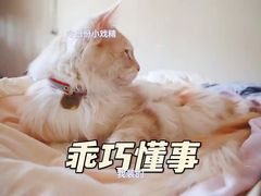 -十年猫舍·猫咪专门店(普陀店)