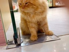 -同仁四季椰子鸡(福田东园总店)
